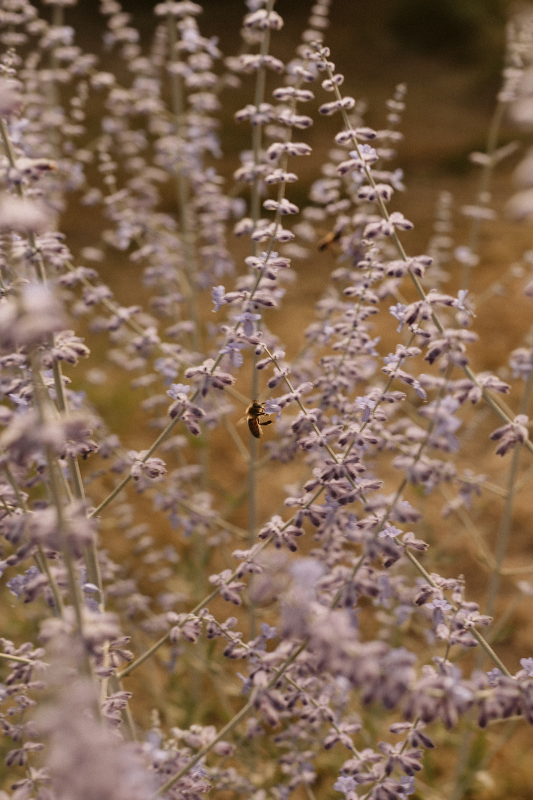 Mariage au Galinier de Lourmarin - Jennifer + Matt - Blog Mariage Madame C